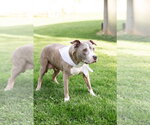 Small #5 Mutt