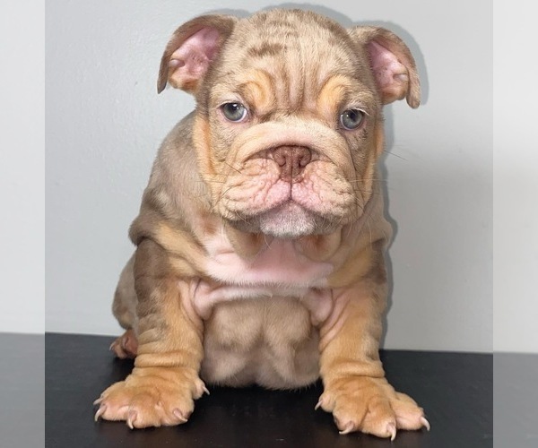 Medium Photo #1 Bulldog Puppy For Sale in LONG BEACH, CA, USA