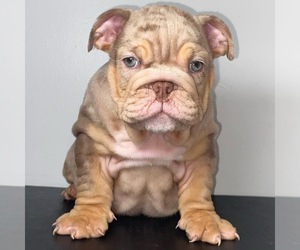 Bulldog Puppy for Sale in LONG BEACH, California USA