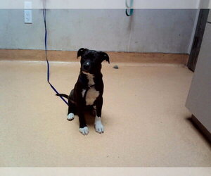 Mutt Dogs for adoption in Martinez, CA, USA