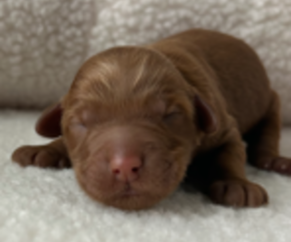 Medium Photo #4 Goldendoodle Puppy For Sale in LAFAYETTE, LA, USA