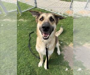German Shepherd Dog Dogs for adoption in Corpus Christi, TX, USA