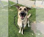 Small German Shepherd Dog