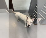 Small American Pit Bull Terrier Mix