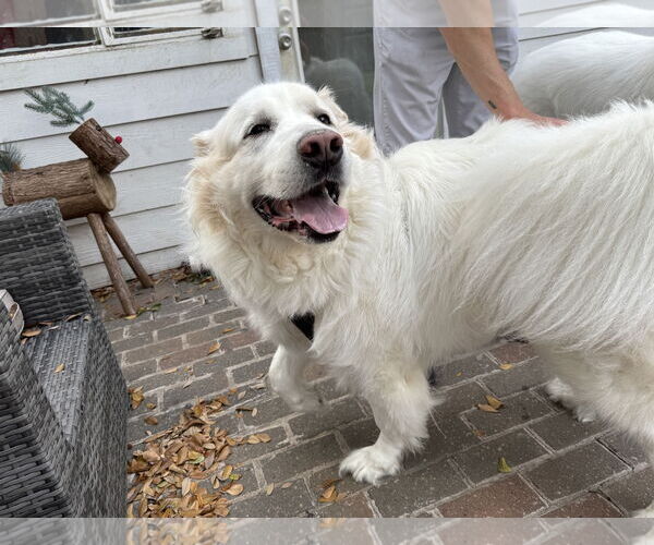 Medium Photo #12 Great Pyrenees Puppy For Sale in Houston, TX, USA