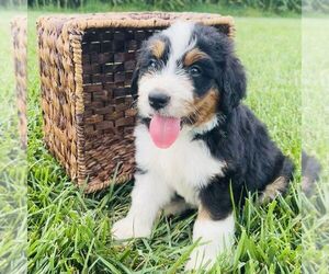 Bernedoodle (Miniature) Puppy for sale in GORDONVILLE, PA, USA