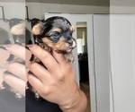 Small #1 Yorkshire Terrier