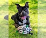 Small #2 American Staffordshire Terrier Mix
