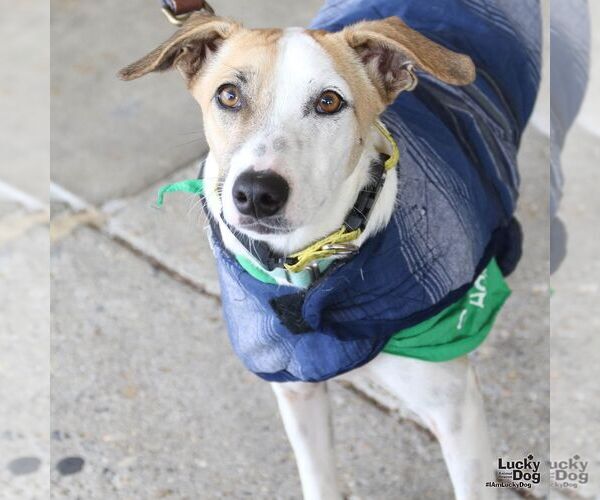 Medium Photo #2 Retriever -Unknown Mix Puppy For Sale in Washington, DC, USA