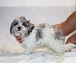 Small #8 ShihPoo