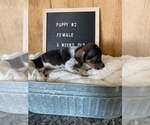Small Photo #4 Chiweenie Puppy For Sale in CONCORDIA, MO, USA