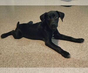 Labrador Retriever Puppy for sale in MORENO VALLEY, CA, USA