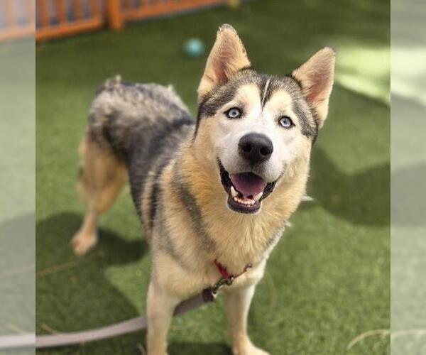 Medium Photo #1 Siberian Husky-Unknown Mix Puppy For Sale in Las Vegas, NV, USA