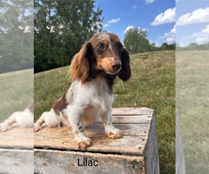 Mother of the Dachshund puppies born on 06/23/2025