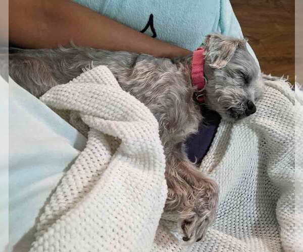 Medium Photo #14 Poodle (Miniature)-Unknown Mix Puppy For Sale in Kennesaw, GA, USA