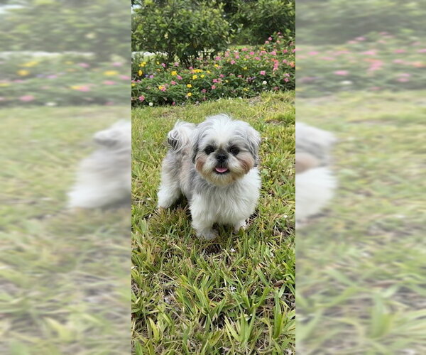 Medium Photo #10 Shih Tzu Puppy For Sale in Weston, FL, USA
