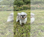 Small #9 Shih Tzu