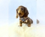 Small #1 Dachshund