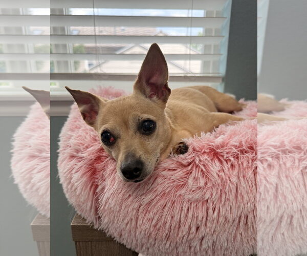 Medium Photo #4 Chihuahua-Unknown Mix Puppy For Sale in Aurora, CO, USA