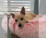 Small #3 Chihuahua Mix