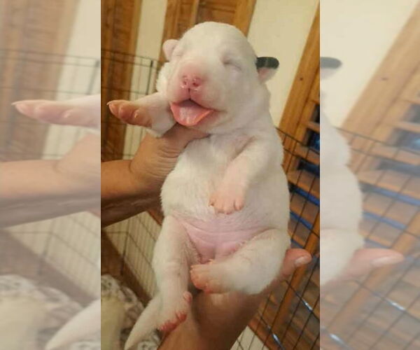 Medium Photo #3 Mutt Puppy For Sale in Lakewood, CO, USA