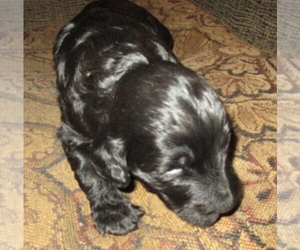 Medium Photo #20 Aussie-Poo-Aussiedoodle Mix Puppy For Sale in LINCOLN, AL, USA