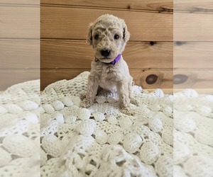 Poodle (Standard) Puppy for sale in WILLIAMSTOWN, KY, USA