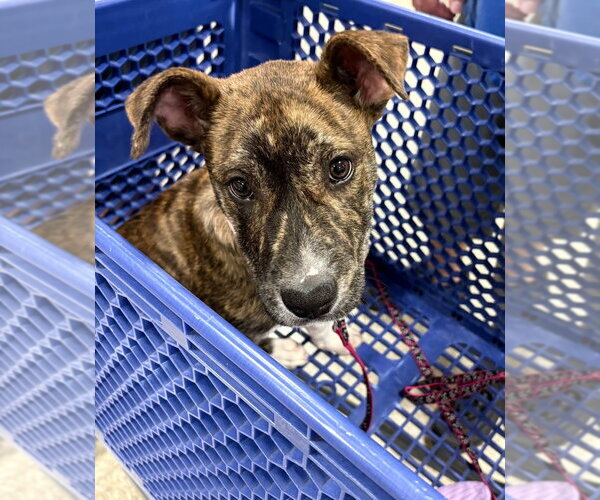 Medium Photo #5 Mutt Puppy For Sale in Wenonah, NJ, USA