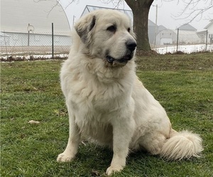 Mother of the Great Pyrenees puppies born on 02/09/2026