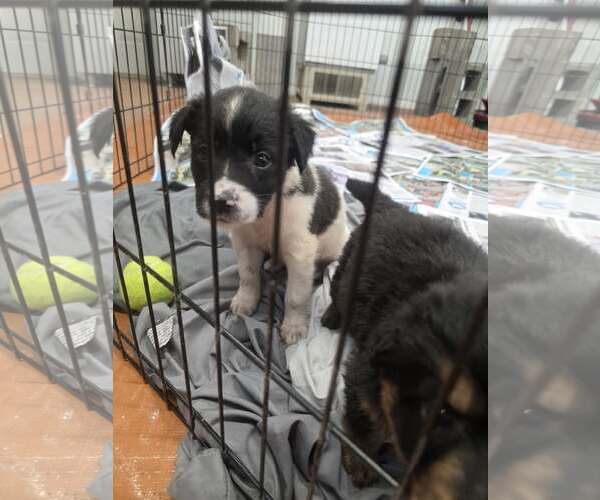 Medium Photo #3 Border Collie-Unknown Mix Puppy For Sale in SHERBURNE, NY, USA