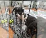 Small #2 Border Collie Mix