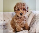 Small Photo #1 Labradoodle-Poodle (Miniature) Mix Puppy For Sale in PARADISE, PA, USA