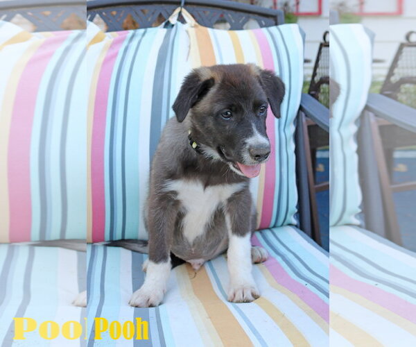 Medium Photo #4 Collie-Labrador Retriever Mix Puppy For Sale in Wakefield, RI, USA