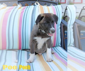 Pooh 5AcreWood - Male Collie-Labrador Retriever Mix Dog for Adoption - Photo #4
