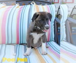 Small Photo #4 Collie-Labrador Retriever Mix Puppy For Sale in Wakefield, RI, USA