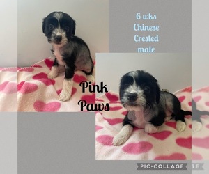 Chinese Crested Puppy for sale in GREENEVILLE, TN, USA