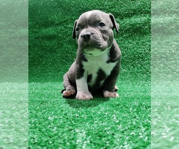 Medium Photo #6 American Bully Puppy For Sale in BRANDYWINE, MD, USA