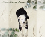 Puppy George W Australian Shepherd