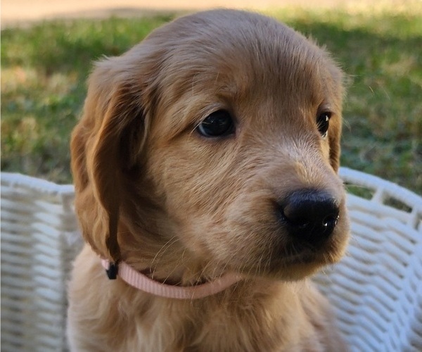Medium Photo #4 Doodle-Goldendoodle Mix Puppy For Sale in WACO, TX, USA
