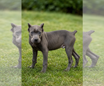 Small #11 Cane Corso