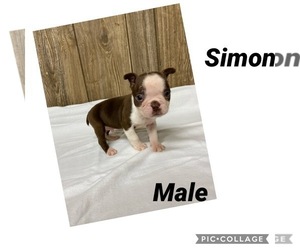 Boston Terrier Puppy for sale in MYRTLE, MO, USA