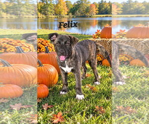 Felix - Male Bullboxer Pit Dog for Adoption - Photo #2