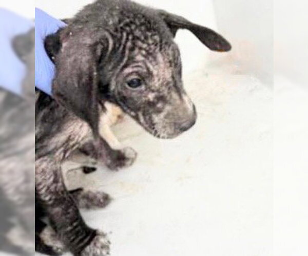 Medium Photo #2 Labrador Retriever-Unknown Mix Puppy For Sale in Houston, TX, USA