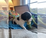 Small Photo #12 Cavalier King Charles Spaniel Puppy For Sale in FREDERICKSBRG, PA, USA