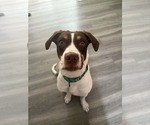 Small Pointer Mix