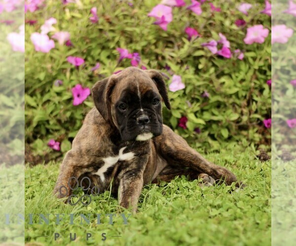 Medium Photo #5 Boxer Puppy For Sale in GORDONVILLE, PA, USA