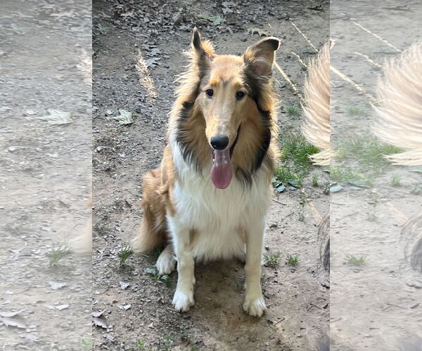 Medium Photo #4 Collie Puppy For Sale in Chantilly, VA, USA