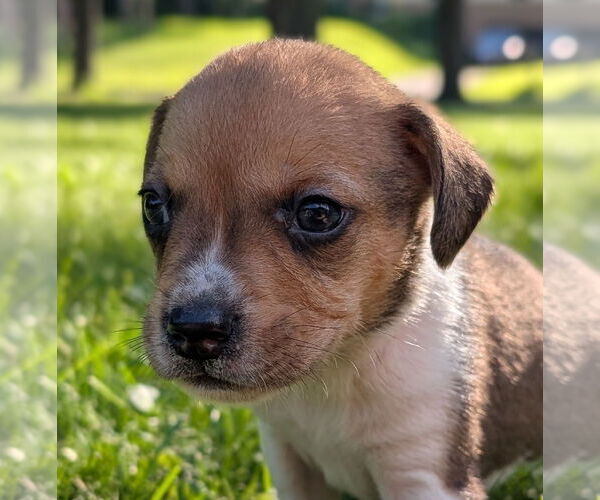 Medium Photo #5 Beagle Puppy For Sale in Brooklyn Center, MN, USA