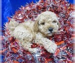 Small Photo #6 Poodle (Miniature) Puppy For Sale in NORWOOD, MO, USA