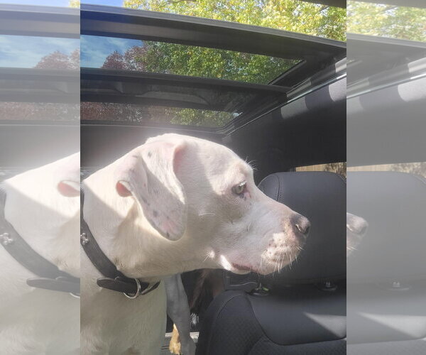 Medium Photo #34 American Pit Bull Terrier-Unknown Mix Puppy For Sale in Germantown, OH, USA